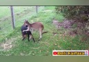 Kanguru goca gara eniği seviyoru ( Instagram hesabımız )