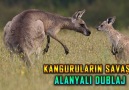 Kanguruların Savaşı - Alanyalı Dublaj