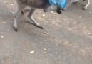 Kangurulu Video