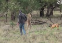 Kanguru neye uğradığını şaşırdı!
