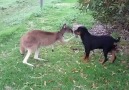 Kangurunun Köpek Sevgisi Görülmeye Değer