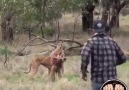 Kanguruya yumruk atan adam ve kangurunun şaşkınlığı D