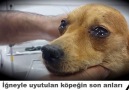Kanser olan köpek iğneyle uyutularak öleceğini anlayınca ağlıyor (