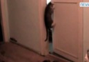 Kapı açan Rizeli kedi!:))) Tıklanma Rekoru Kırıyor