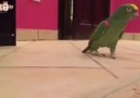Kapıdan Girince Kahkahayı Basan Papağan