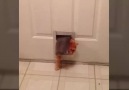 Kapıdan Zor Geçen kilolu Kedi