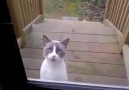 Kapıya dayanan kedi ne diyorSanki sahibine saydırıyor gibi geldi bana )