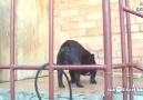 Kapıyı Açtırmak İçin Garip Sesler Çıkaran Köpek Hayvanı