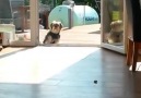 Kapıyı Kapalı Sandığı İçin İçeri Giremeyen Köpek.. :))