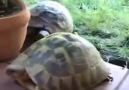 Kaplumbağa çiftleşirse ne olur :D