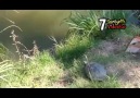 Kaplumbağadan inanılmaz atlayış