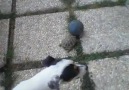 Kaplumbağa ile mahalle maçı yapan köpek :D