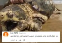 KAPLUMBAĞA instagram.comemrekizgir X instagram.comerdikizgir