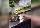 Kaplumbağaya acı biber yediren sadist varlık!