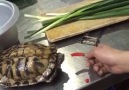 Kaplumbağaya Acı Biber Yediren Vicdansız