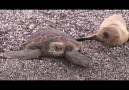 Kaplumbağaya Kendini Taşıtan Deniz Aslanı