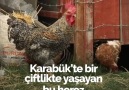 Karabük Günleri - Karabük Safranbolu İlçesindeki Futbol...