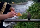 Karadeniz'in kuşları bile bir başka, oturmuş tulum dinliyo :)))