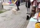 Karadenizin Piskopat KEDİSİ.. Sonuna kadar izleyin