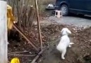 KARADENİZLİNİN KÖPEĞİ BİLE KEMENÇE SEVER...