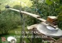 Karadeniz usulü Domuz savar..