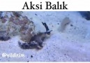 Karadenuz Aksi Baluk - 1