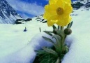 Kar Altında Çiçekler