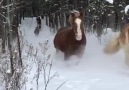 Karda gezintiye çıkan atlar Sesler harika...