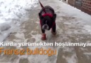 Karda yürümekten hiç hoşlanmayan sevimli köpek.
