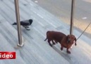 KARGA, KÖPEĞİ OYUNA GETİRİRSE...