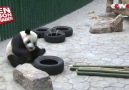 Kar görünce çılgına dönen panda.