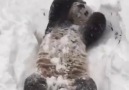 Kar görünce keyiften deliren panda