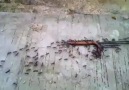 Karıncaların ekip çalışmasına güzel bir örnek..!