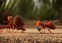 Karıncaların Muhteşem Dayanışması