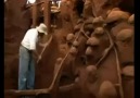 Karınca Yuvasına 10 ton çimento dökülürse..