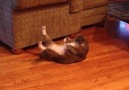 Karın Kası Yapmaya Çalışan Sevimli Kedi..