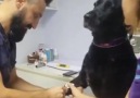 Karizmasından Ödün Vermeden Kan Aldıran KöpekVia IG @apexveterinerklinigi