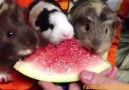 Karpuz Yiyen Sevimli Hamsterlar
