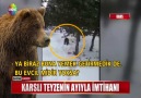 Karslı teyzenin ayıyla imtihanı!