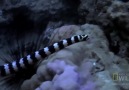 Kartalın Deniz Yılanı avıTürkiye Gerçekleri Dünya Gerçekleri