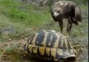 Kartalın kaplumbağayı yeme tekniği!!!