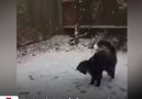 Kar tanelerini yakalamaya çalışan kedinin eğlenceli anları
