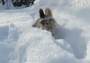 Kar tavşan boyunu geçti
