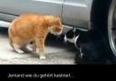 Katzen unterhalten sich...