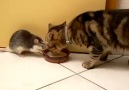 Katze teilt das Essen...