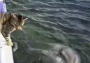 Katze und Delfin lernen sich kennen