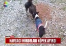 KAVGACI HOROZLARI KÖPEK AYIRDI