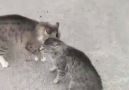 Kavga eden kedileri havlayarak ayıran değişik abi