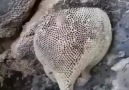 Kaya Balı SübhanAllah