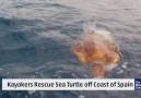 Kayakers Rescue Sea Turtle